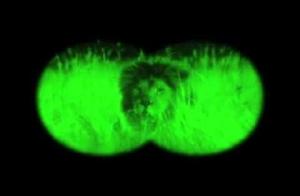 geico-night-vision-lion