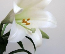 easter-lily