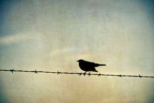 Bird on wire smaller